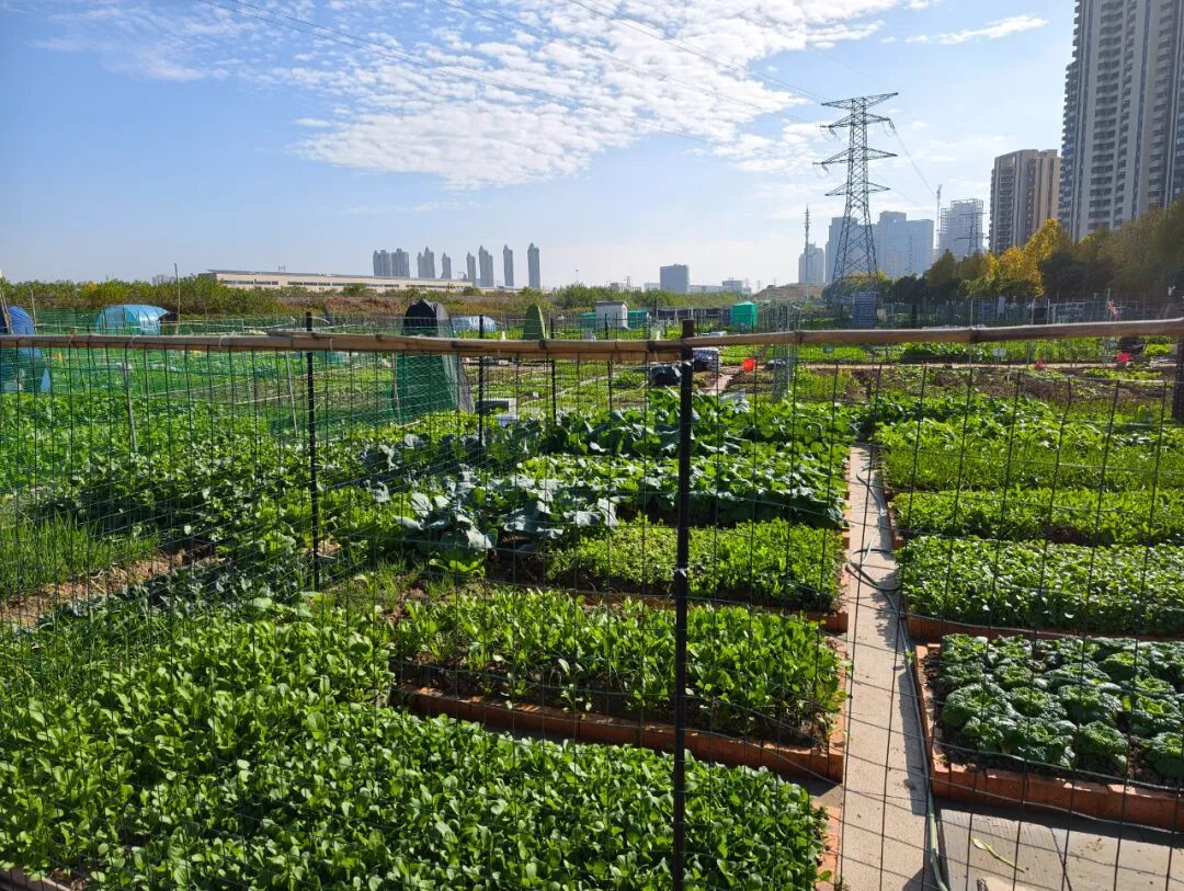 “共享菜园” 突然火了!合肥年轻人:好上头 “共享菜园” 突然火了!合肥年轻人:好上头