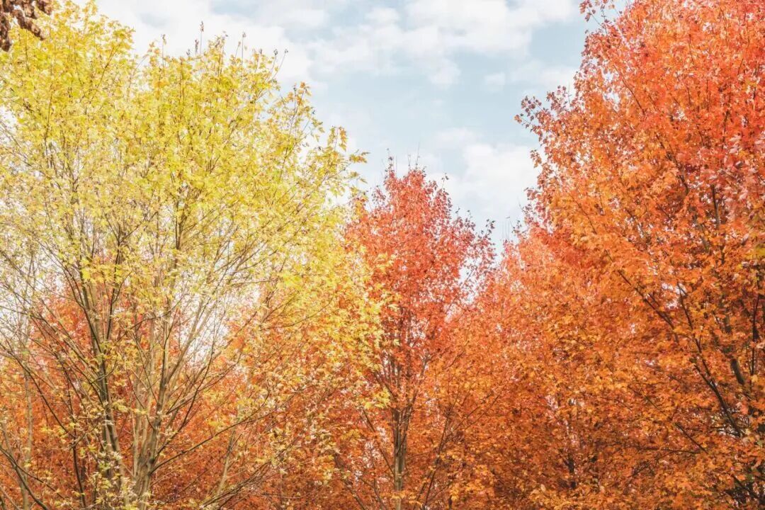 南京枫叶:我想“红”了 南京枫叶:我想“红”了