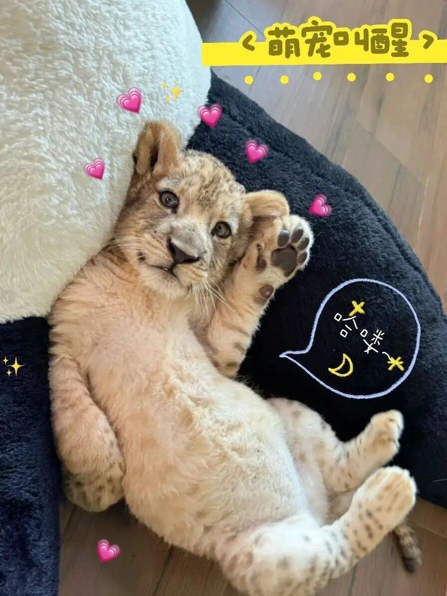 酒店推出“萌狮叫早”服务引热议，合法吗？