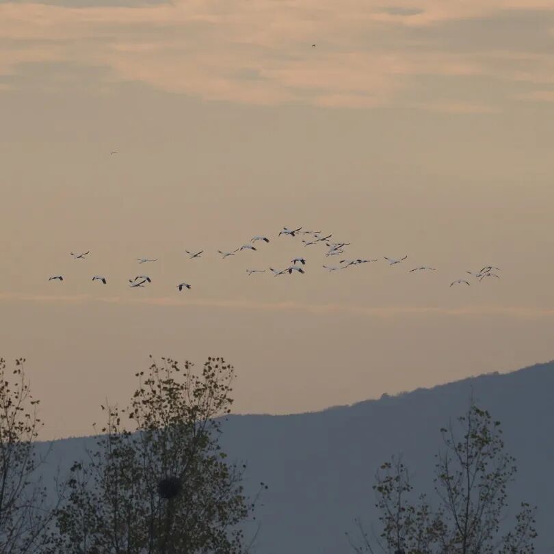 阔别40年，它重现江苏！