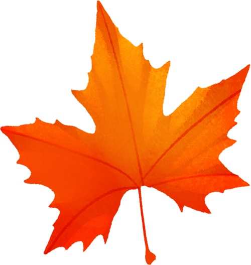 南京枫叶:我想“红”了 南京枫叶:我想“红”了