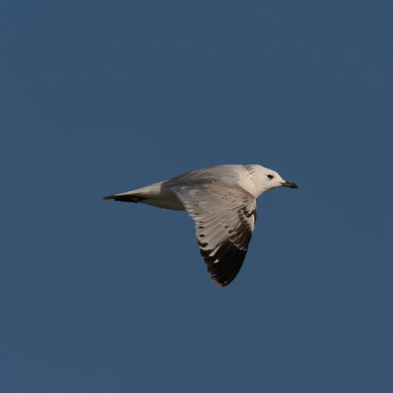 阔别40年，它重现江苏！