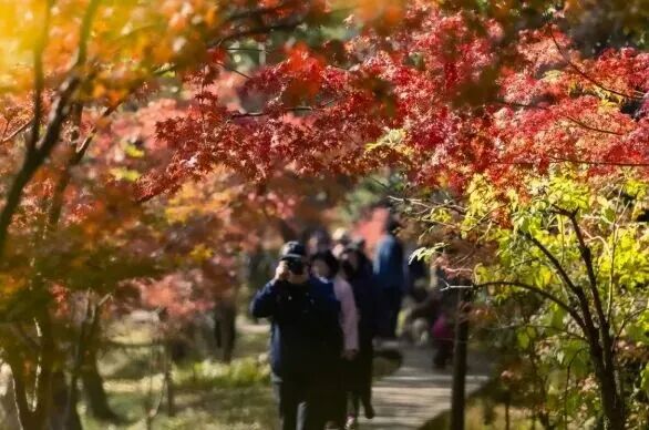 南京枫叶:我想“红”了 南京枫叶:我想“红”了