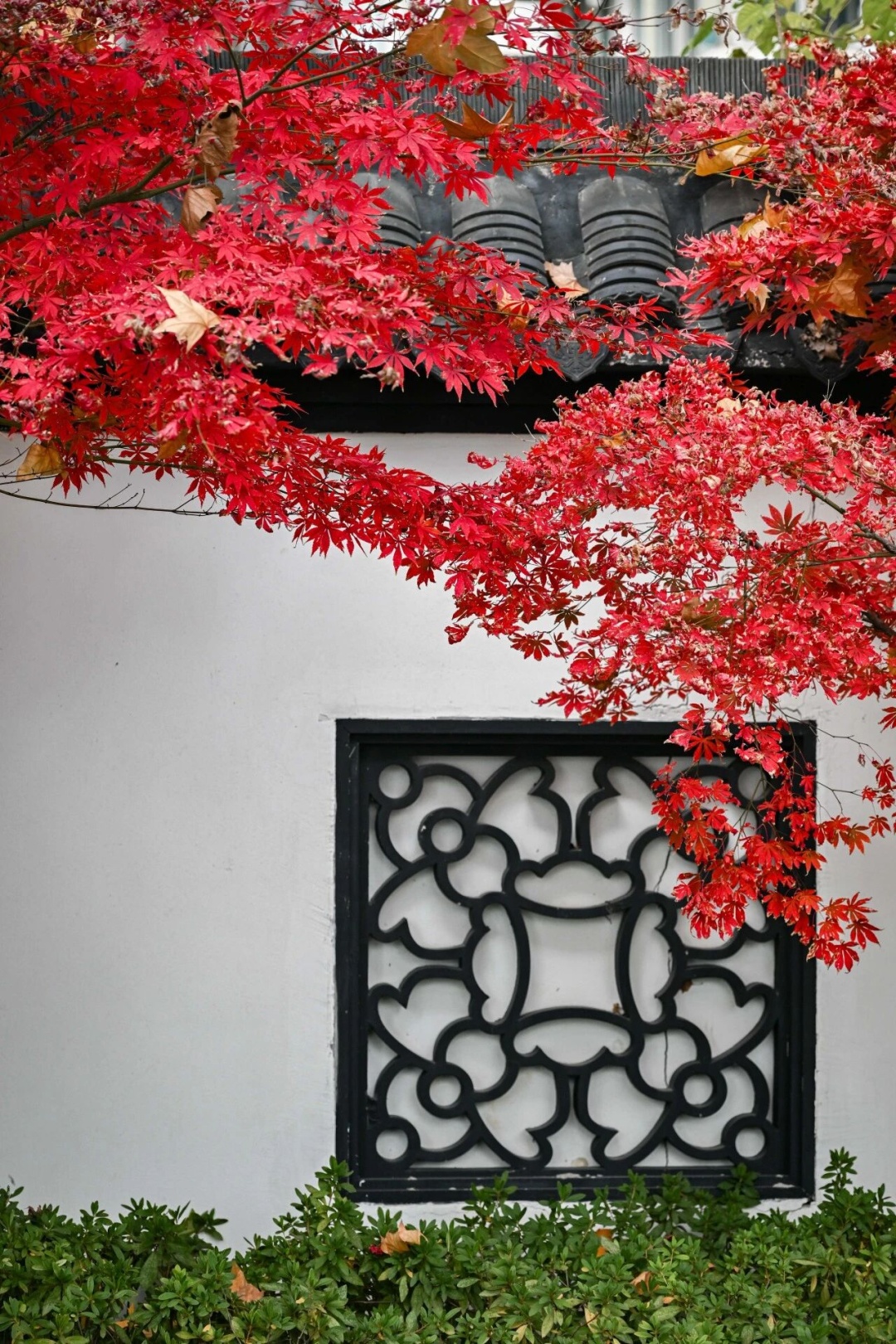 南京枫叶:我想“红”了 南京枫叶:我想“红”了