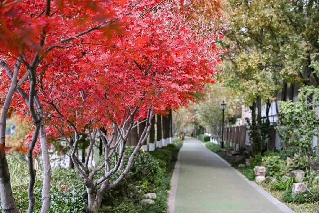 南京枫叶:我想“红”了 南京枫叶:我想“红”了