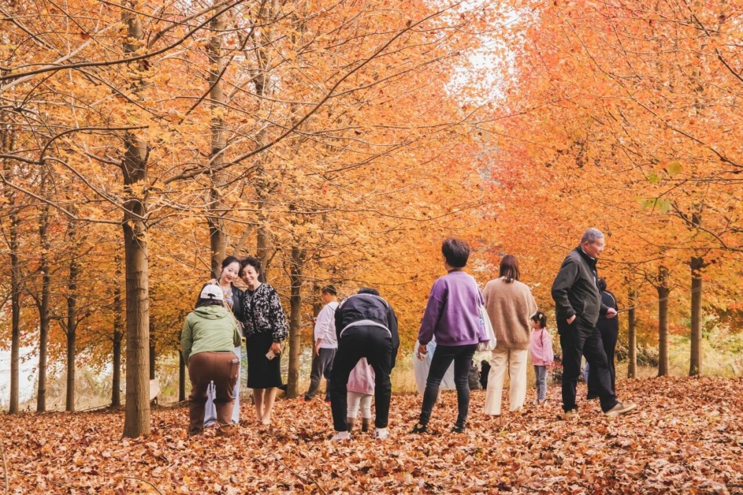 南京枫叶:我想“红”了 南京枫叶:我想“红”了