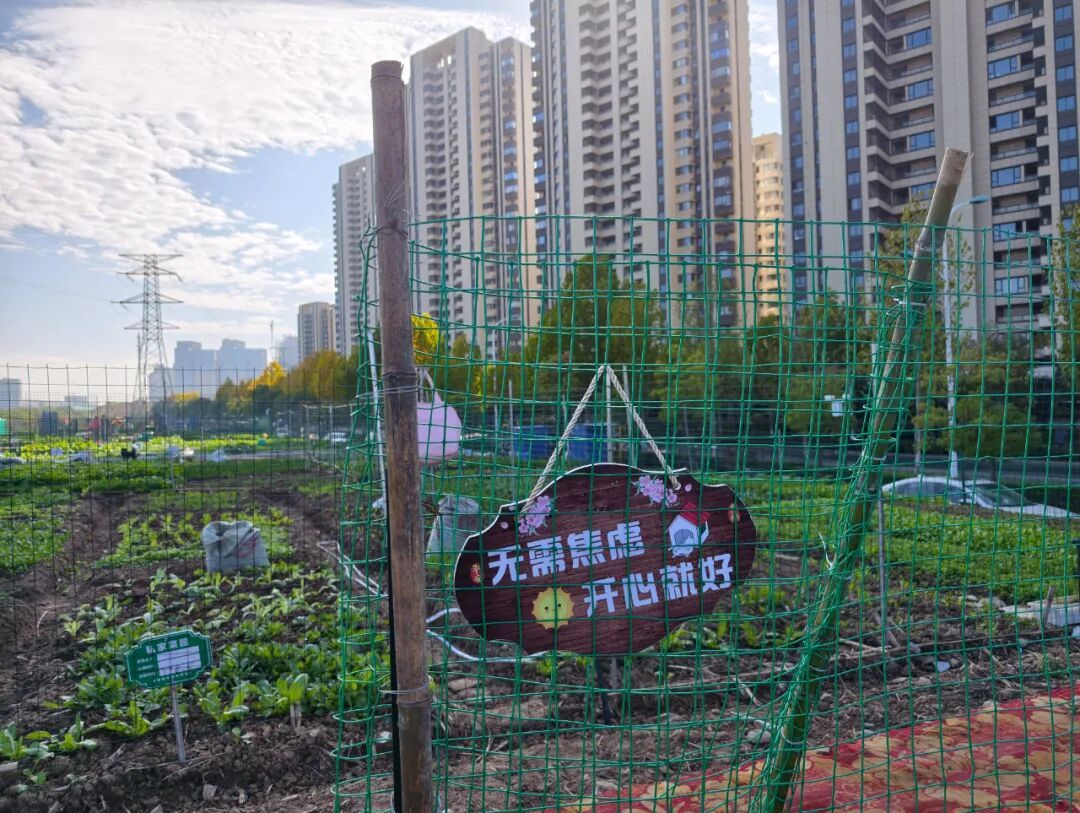 “共享菜园” 突然火了!合肥年轻人:好上头 “共享菜园” 突然火了!合肥年轻人:好上头