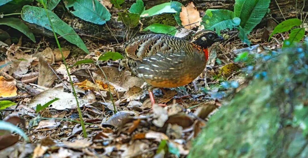 珍稀动物接连现身！红外相机记录到海南孔雀雉、海南山鹧鸪等影像