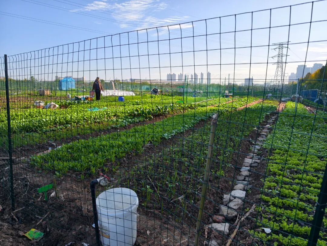 “共享菜园” 突然火了!合肥年轻人:好上头 “共享菜园” 突然火了!合肥年轻人:好上头