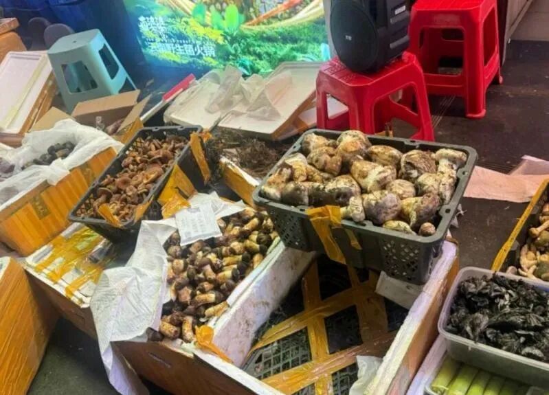 吃菌汤火锅遭强制上锁！商家：为防止见手青中毒