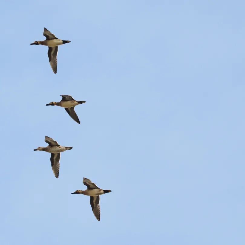 阔别40年，它重现江苏！