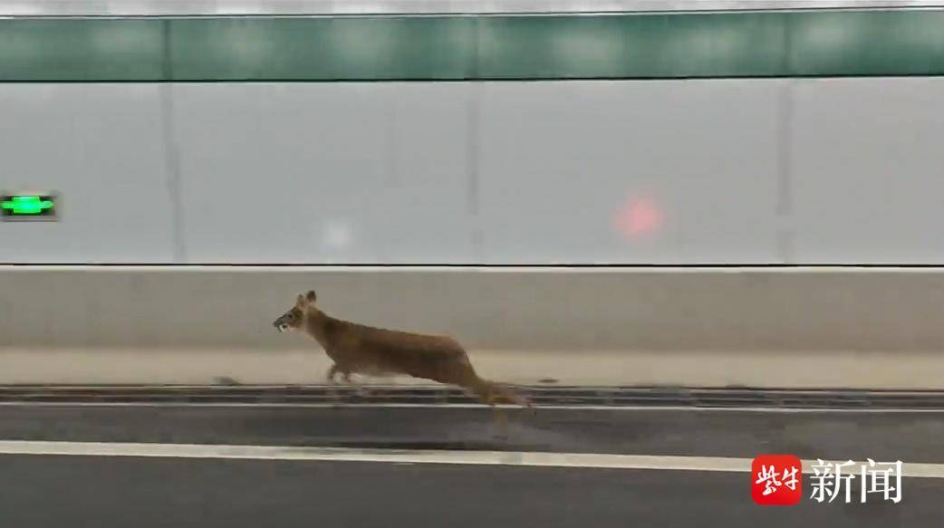 獐子闯入扬子江隧道和汽车“狂飙”！网友：南京生态还是太全面了