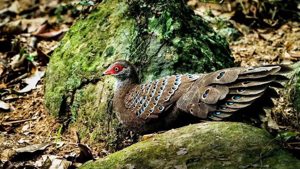 珍稀动物接连现身！红外相机记录到海南孔雀雉、海南山鹧鸪等影像