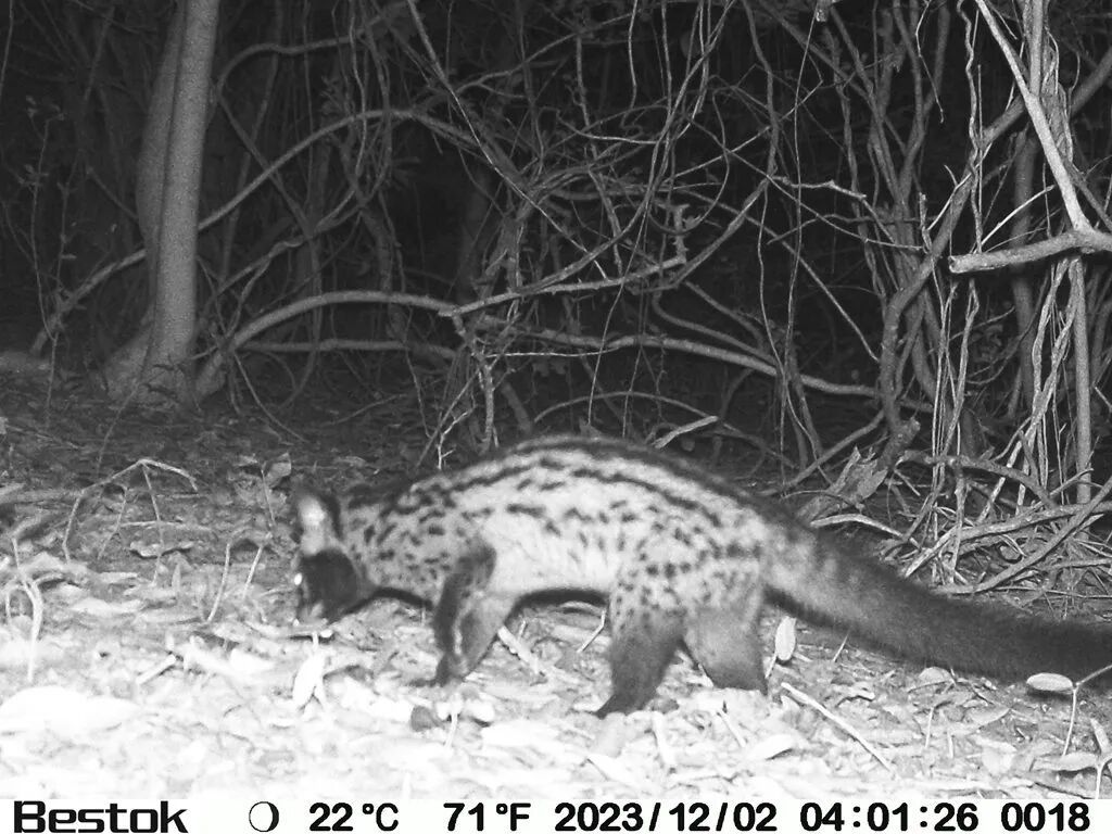 珍稀动物接连现身！红外相机记录到海南孔雀雉、海南山鹧鸪等影像