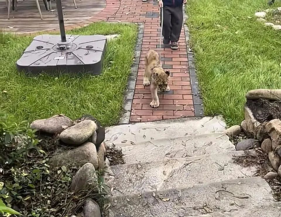 酒店推出“萌狮叫早”服务引热议，合法吗？