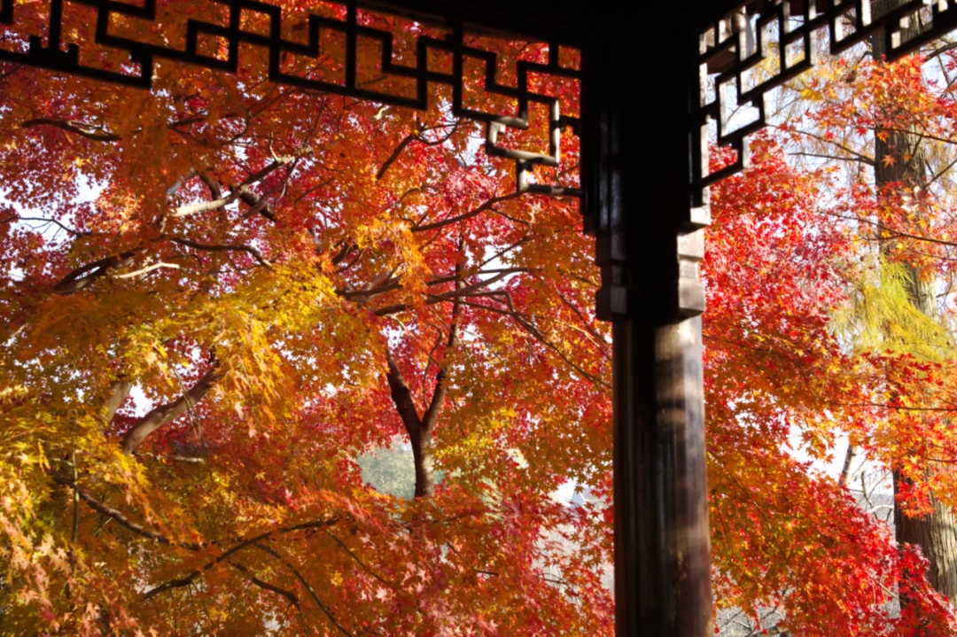 南京枫叶:我想“红”了 南京枫叶:我想“红”了