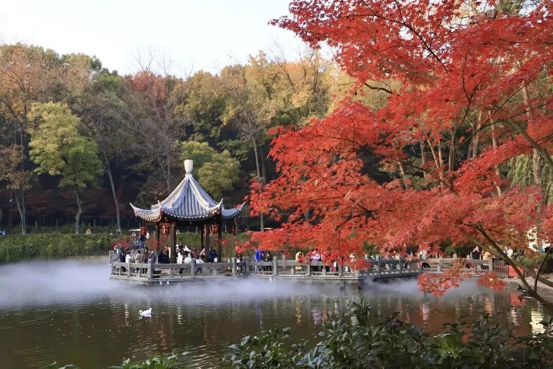 南京枫叶:我想“红”了 南京枫叶:我想“红”了