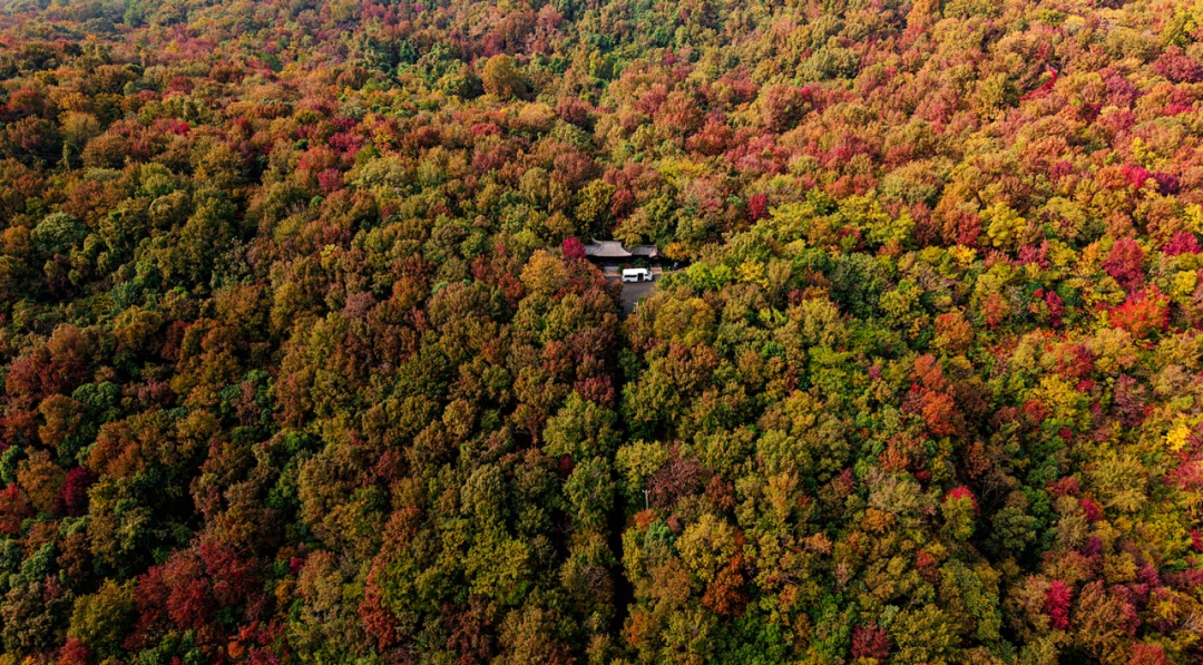 南京枫叶:我想“红”了 南京枫叶:我想“红”了
