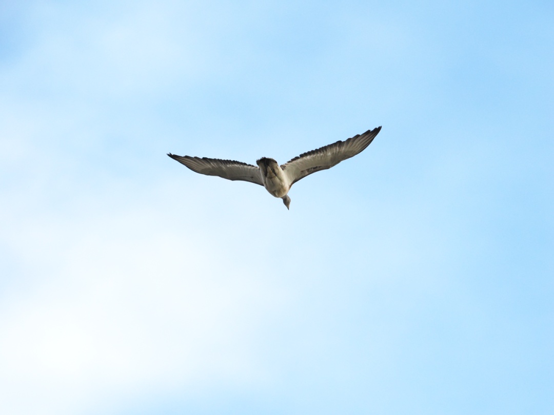阔别40年，它重现江苏！