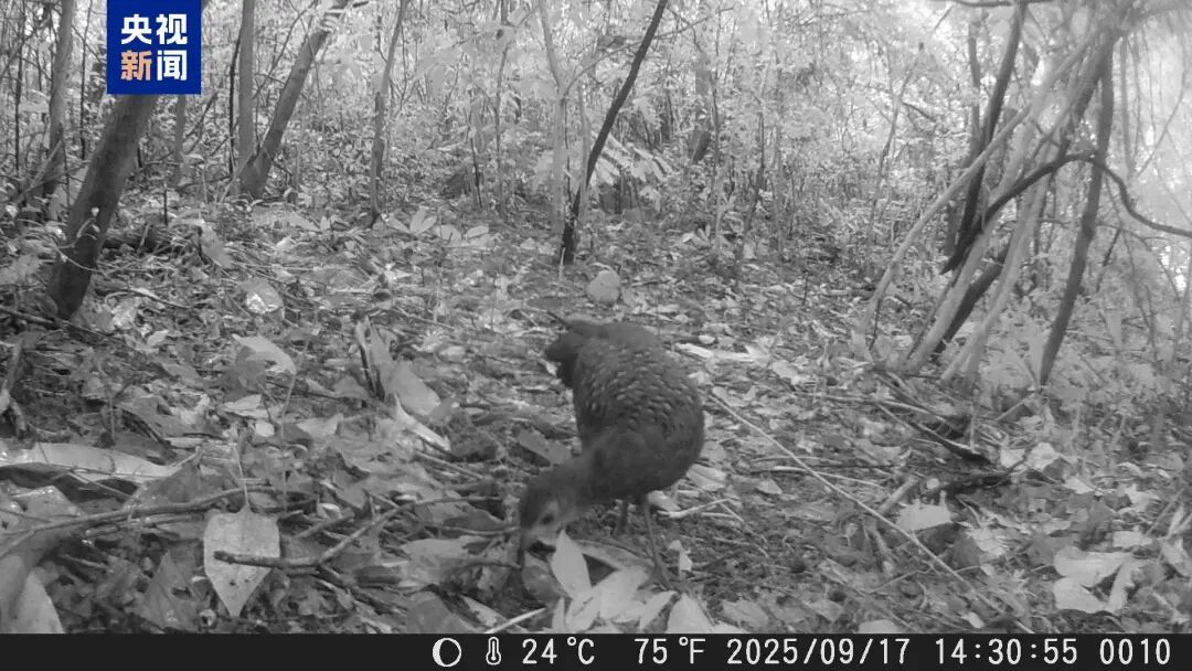 珍稀动物接连现身！红外相机记录到海南孔雀雉、海南山鹧鸪等影像