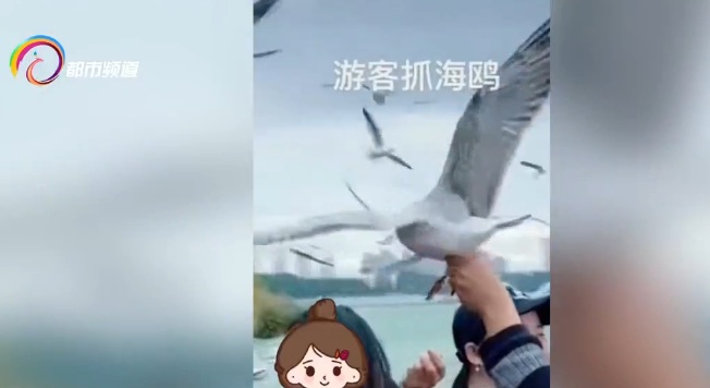 又有游客在昆明海埂大坝抓鸥拍照！警方提醒：最高可罚款500元