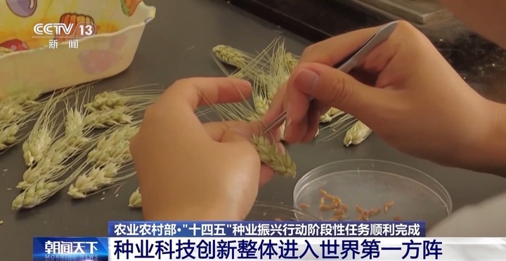 我国“十四五”种业振兴行动阶段性任务顺利完成