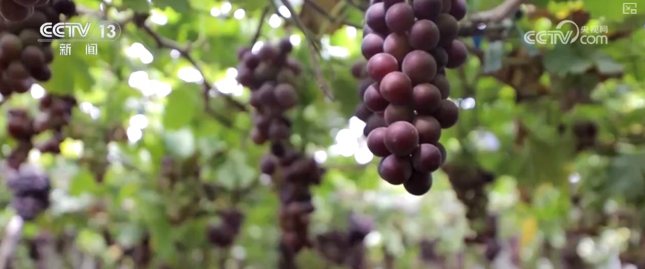 以“水”为绸带串起“亲水共富”新产业链 以水促富“亲水经济”活力迸发 以“水”为绸带串起“亲水共富”新产业链 以水促富“亲水经济”活力迸发