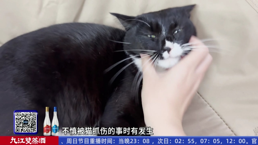 9岁男孩反复高烧40℃，元凶竟是被猫轻轻抓了一下……