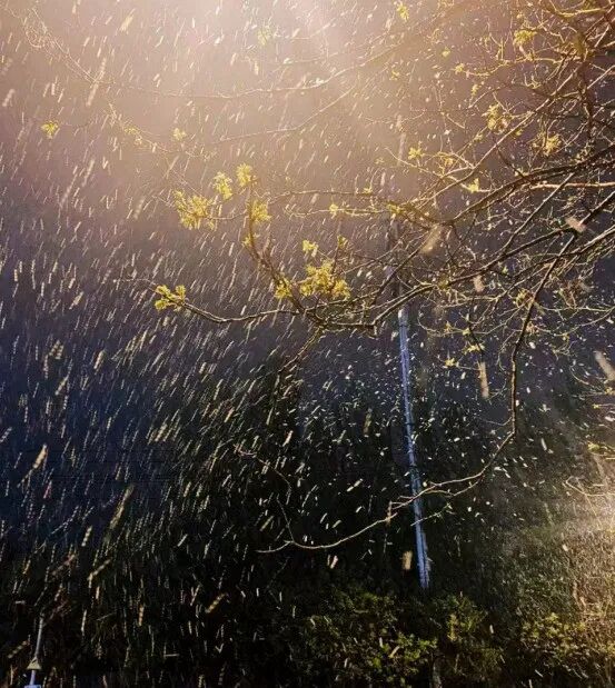 寒潮预警，“速冻”开启！辽宁迎来“下半年以来最强冷空气”