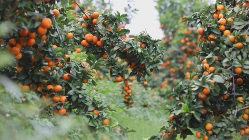 江西吉安：砂糖橘错峰上市 新品种助力群众增收