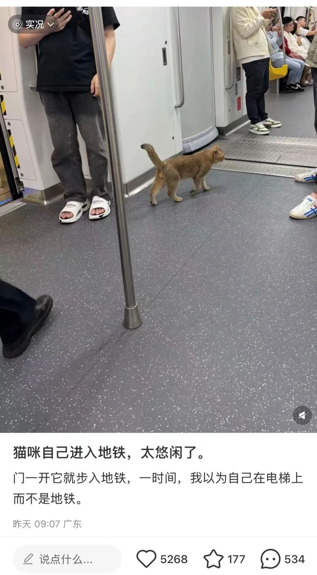 猫咪溜进深圳地铁！车站正紧急寻找主人