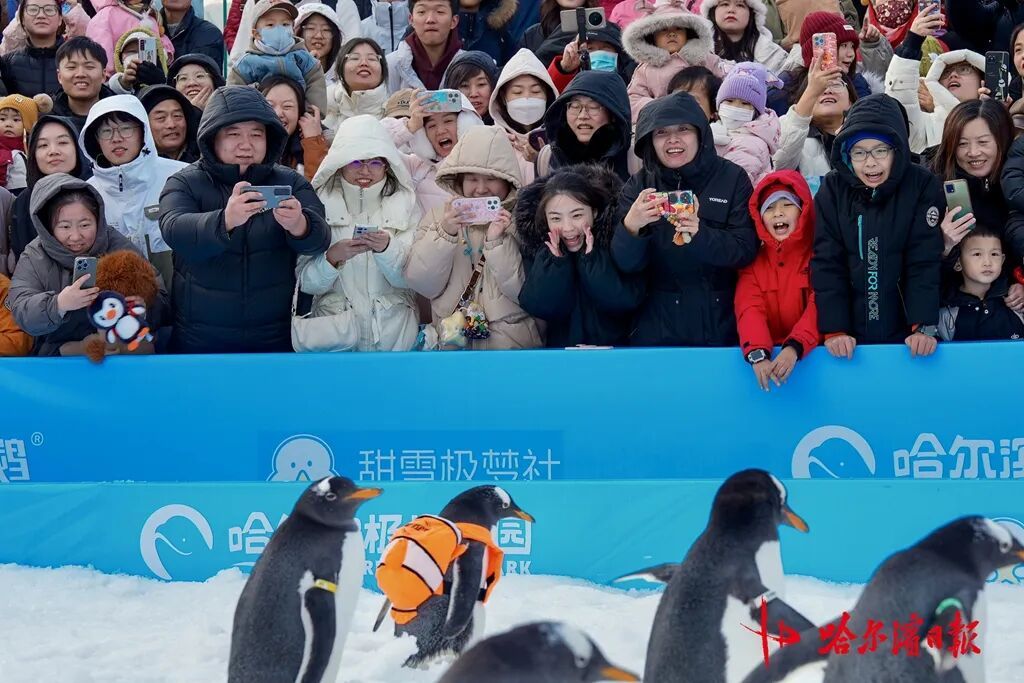 哈尔滨极地公园今冬首场“淘学企鹅”冰雪巡游开启
