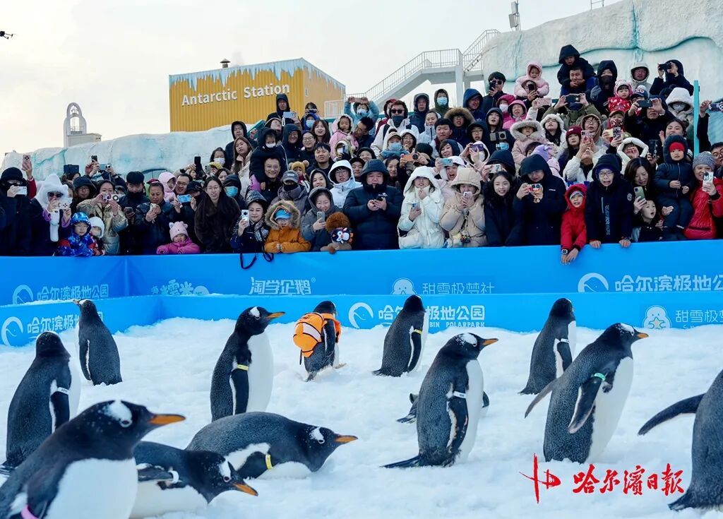 哈尔滨极地公园今冬首场“淘学企鹅”冰雪巡游开启
