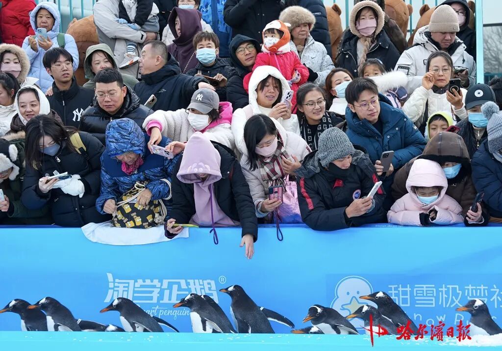哈尔滨极地公园今冬首场“淘学企鹅”冰雪巡游开启