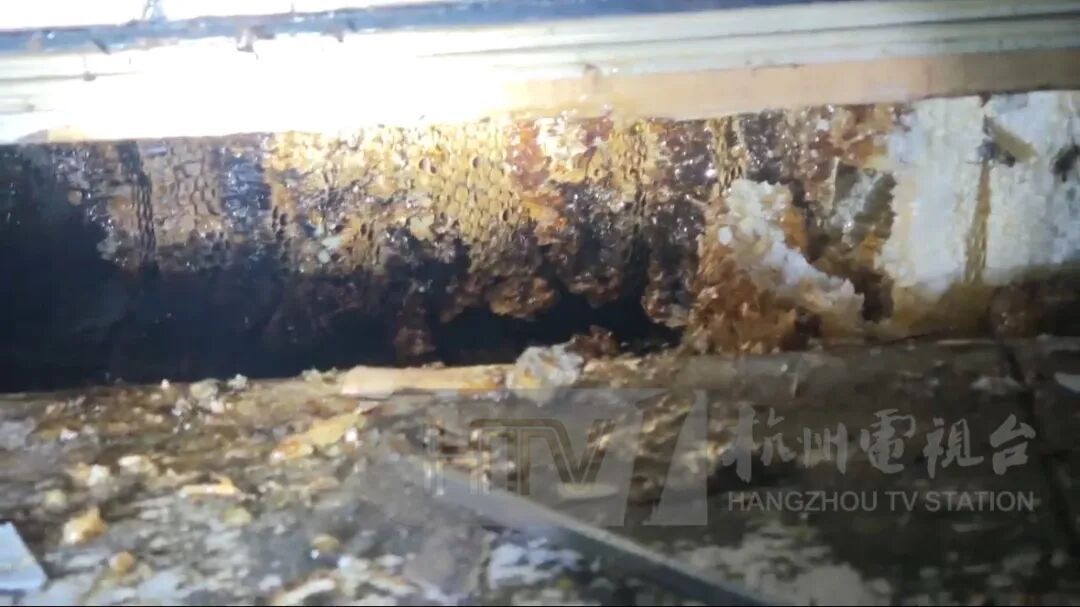 “蜜蜂多到连门都进不去”,浙江一居民家挖出“巨型蜂巢”!消防人员2小时掏了20斤 “蜜蜂多到连门都进不去”,浙江一居民家挖出“巨型蜂巢”!消防人员2小时掏了20斤