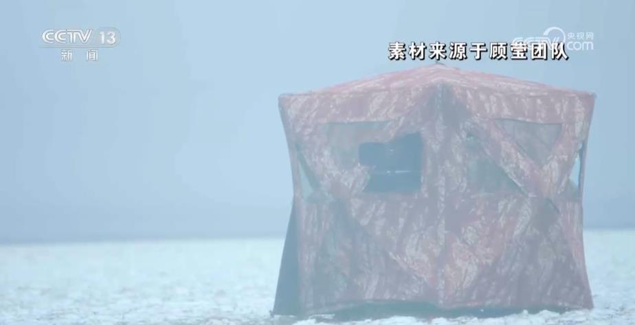 跟拍十年 她用上万小时影像记录藏羚羊的“生死迁徙” 跟拍十年 她用上万小时影像记录藏羚羊的“生死迁徙”