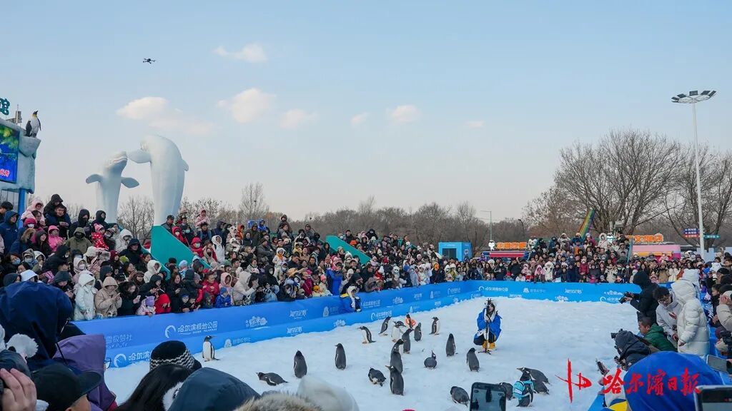 哈尔滨极地公园今冬首场“淘学企鹅”冰雪巡游开启