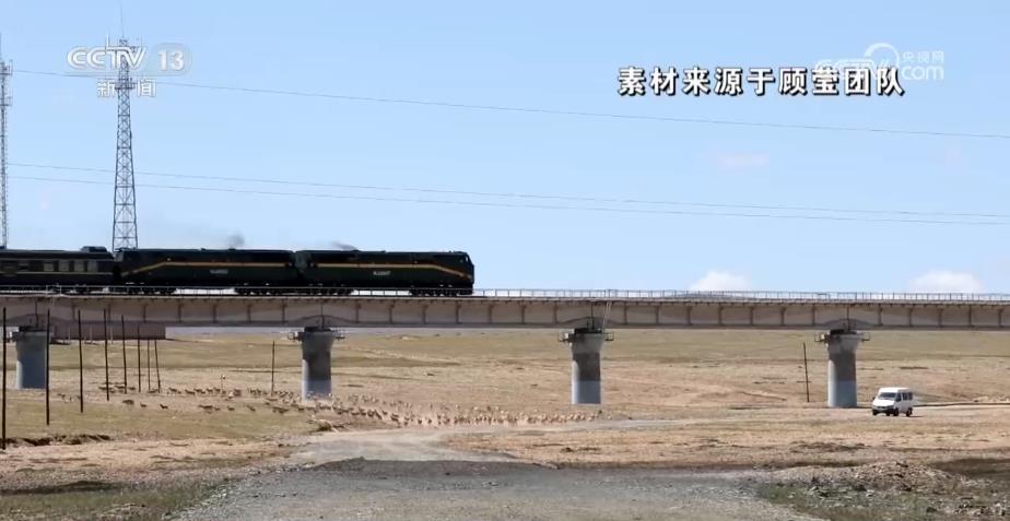 跟拍十年 她用上万小时影像记录藏羚羊的“生死迁徙” 跟拍十年 她用上万小时影像记录藏羚羊的“生死迁徙”
