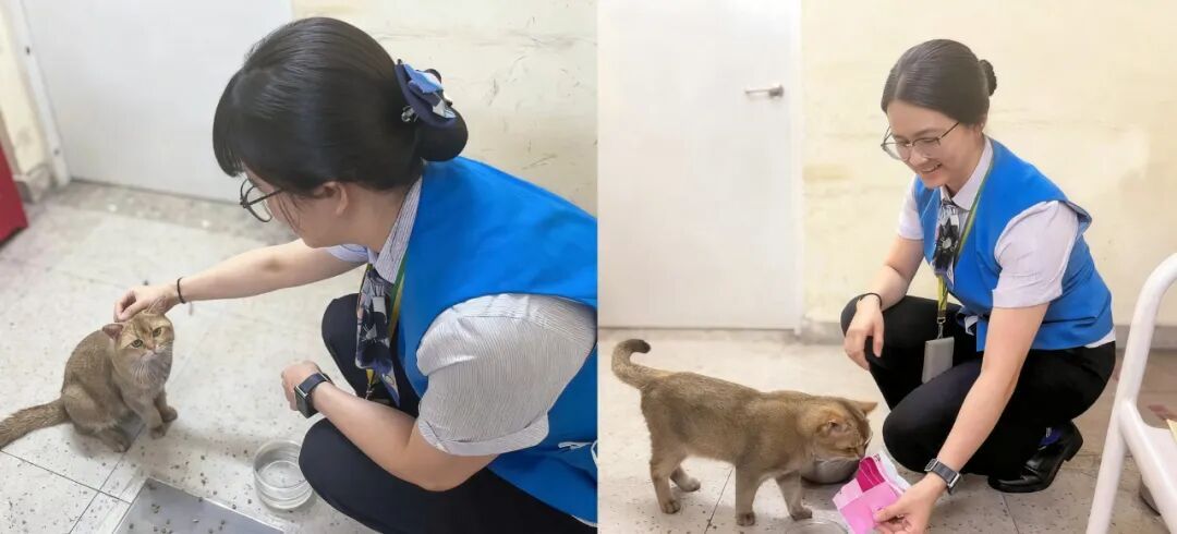 猫咪溜进深圳地铁！车站正紧急寻找主人