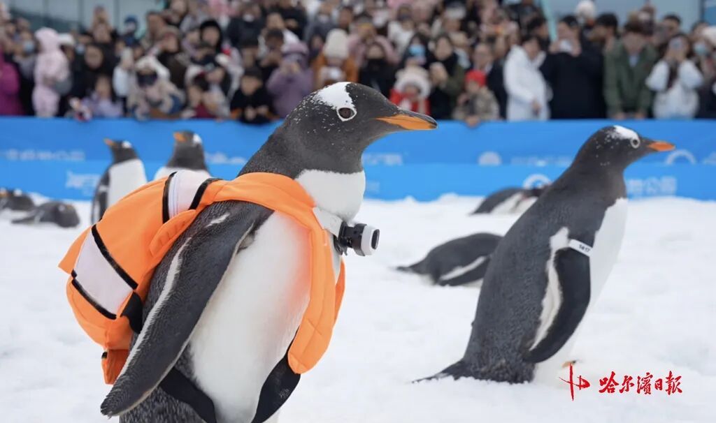 哈尔滨极地公园今冬首场“淘学企鹅”冰雪巡游开启
