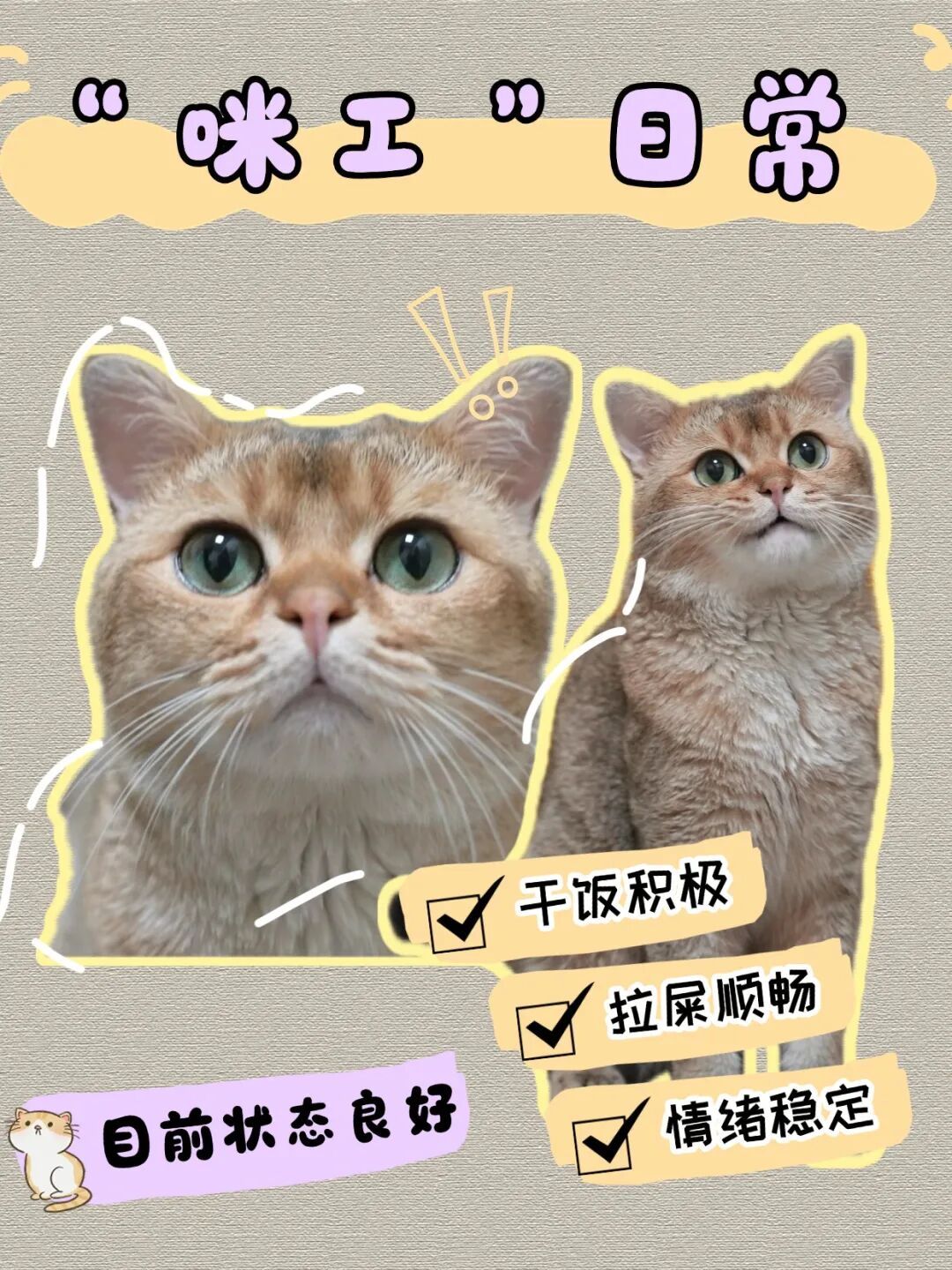 猫咪溜进深圳地铁！车站正紧急寻找主人