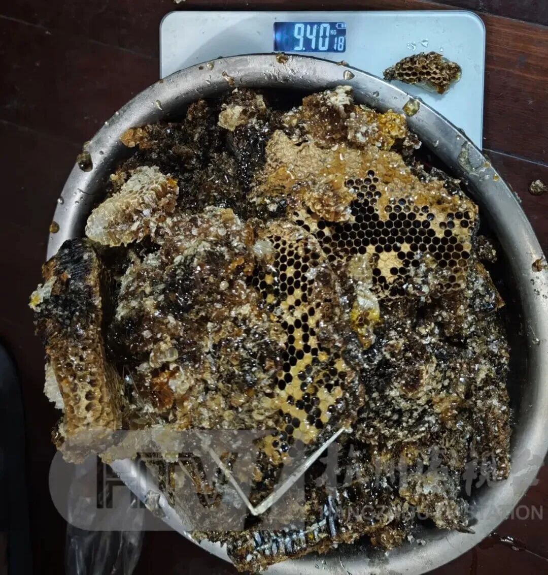 “蜜蜂多到连门都进不去”,浙江一居民家挖出“巨型蜂巢”!消防人员2小时掏了20斤 “蜜蜂多到连门都进不去”,浙江一居民家挖出“巨型蜂巢”!消防人员2小时掏了20斤