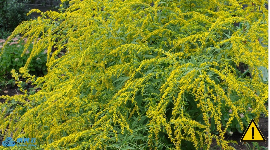 上海多区出现!紧急提醒:看到立即上报 上海多区出现!紧急提醒:看到立即上报