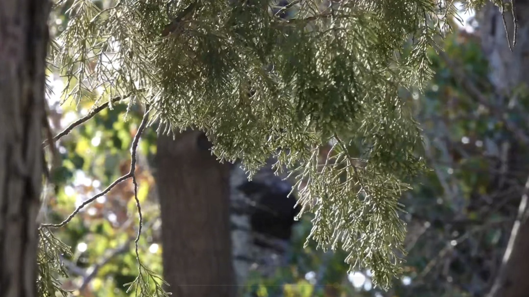 冷啊！北京今天最低气温创新低！仅-0.8℃