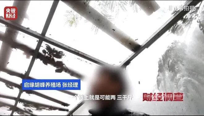 有毒、攻击性极强的“杀人蜂”遭滥养，6666元包教会？总台曝光→