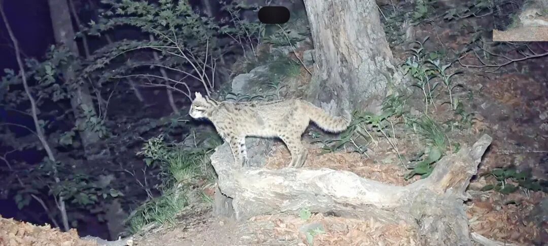 熊出没!还有动物“大狂欢”!就在辽宁的这片森林里! 熊出没!还有动物“大狂欢”!就在辽宁的这片森林里!