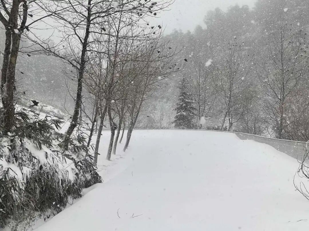 寒潮来袭！四川这些地方下！雪！了！