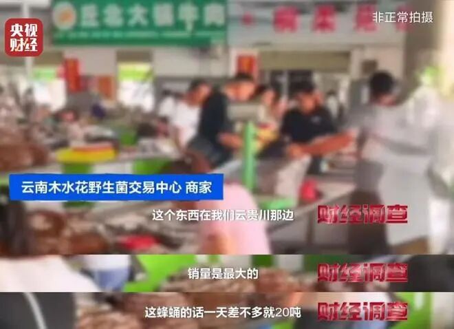 有毒、攻击性极强的“杀人蜂”遭滥养，6666元包教会？总台曝光→