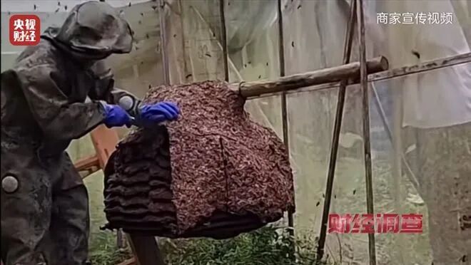 有毒、攻击性极强的“杀人蜂”遭滥养，6666元包教会？总台曝光→