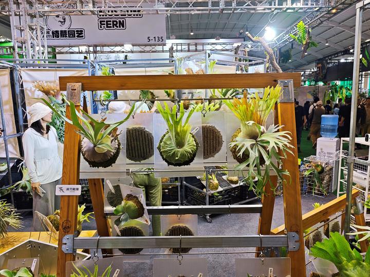 年轻人热捧的“带锦热植”究竟是什么？